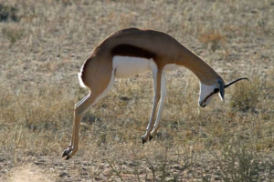 Springbok - снимки на най -невероятните африкански антилопи